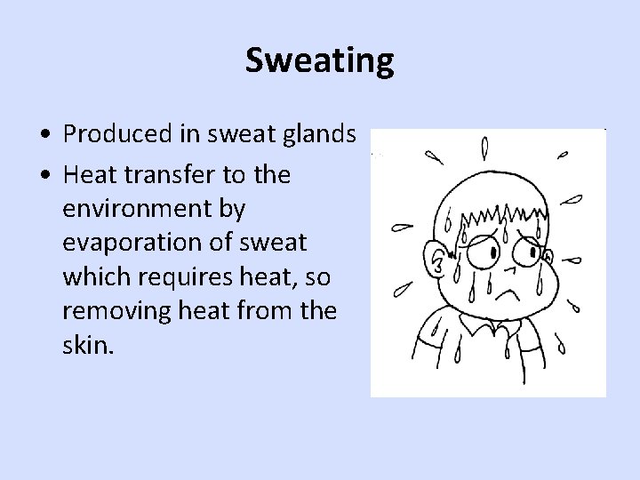 Sweating • Produced in sweat glands • Heat transfer to the environment by evaporation