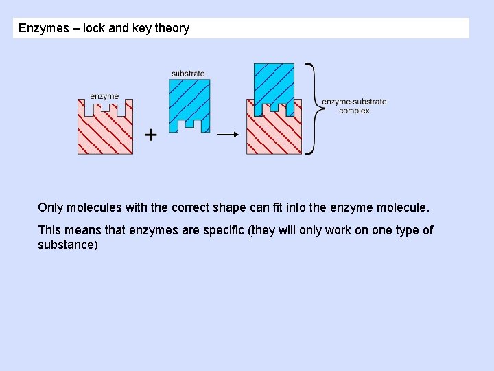 Enzymes – lock and key theory Only molecules with the correct shape can fit