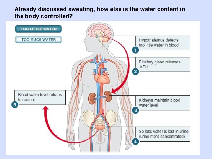 Already discussed sweating, how else is the water content in the body controlled? 