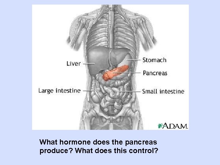 What hormone does the pancreas produce? What does this control? 