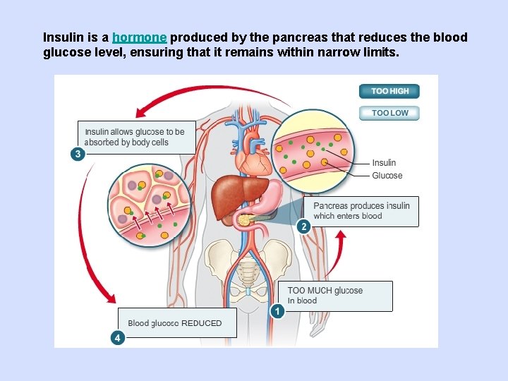 Insulin is a hormone produced by the pancreas that reduces the blood glucose level,