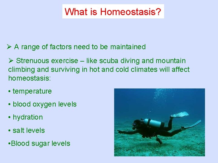 What is Homeostasis? Ø A range of factors need to be maintained Ø Strenuous