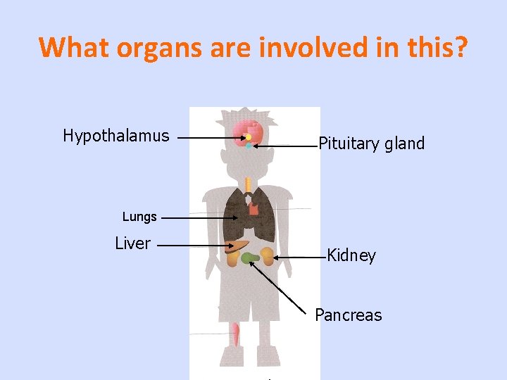 What organs are involved in this? Hypothalamus Pituitary gland Lungs Liver Kidney Pancreas 