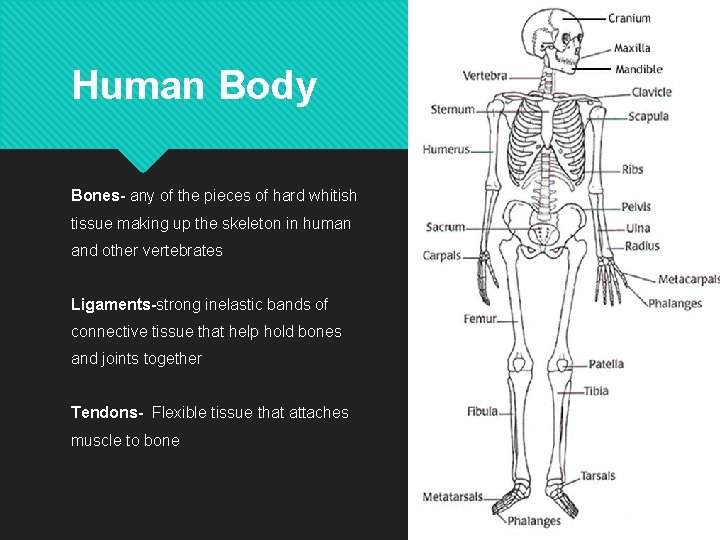 Human Body Bones- any of the pieces of hard whitish tissue making up the