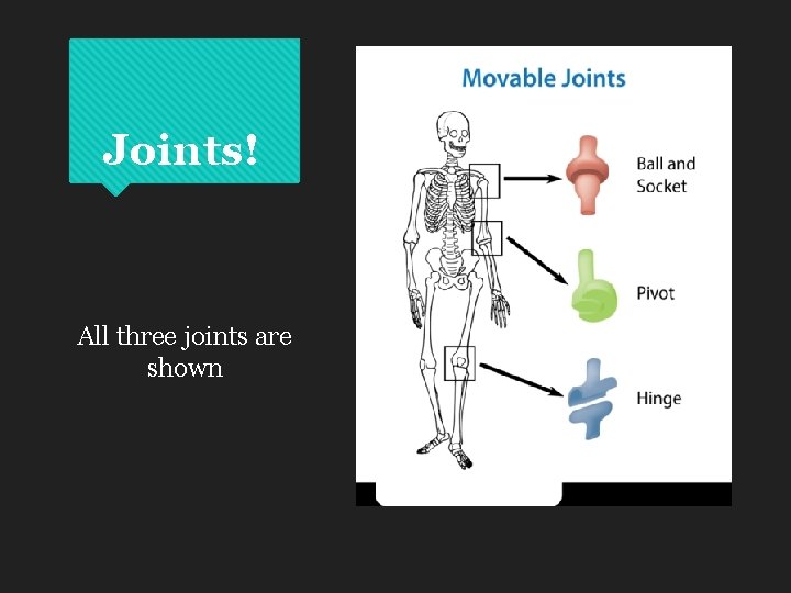 Joints! All three joints are shown 