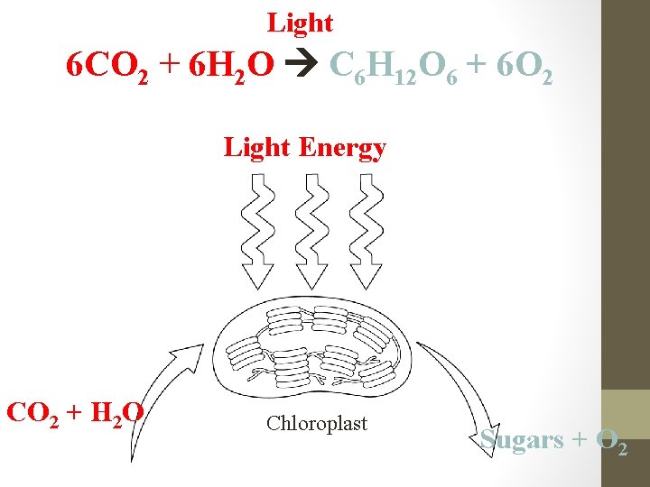 Light 6 CO 2 + 6 H 2 O C 6 H 12 O