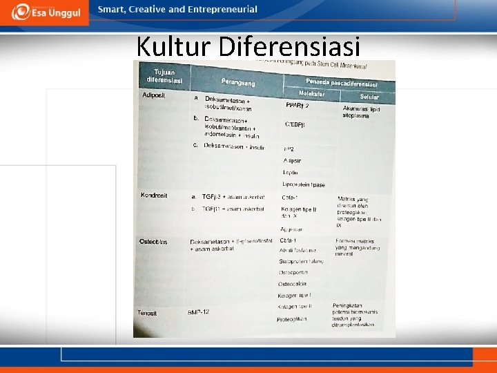 Kultur Diferensiasi Kultur Diferensiasi
