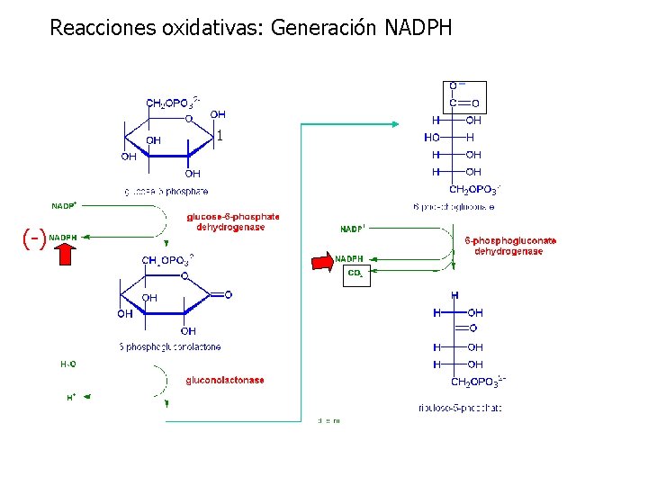 Reacciones oxidativas: Generación NADPH 1 (-) 