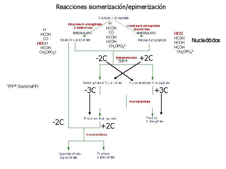 Reacciones isomerización/epimerización H HCOH CO HOCH HCOH CH 2 OPO 32 - TPP*: tiamina.