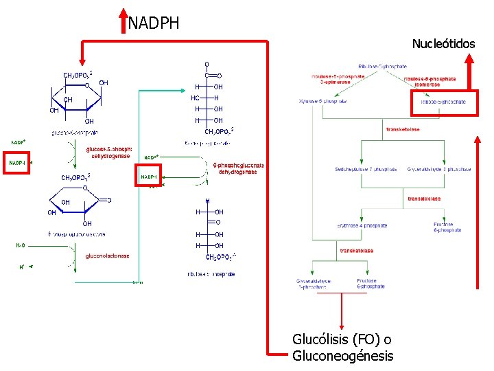 NADPH Nucleótidos Glucólisis (FO) o Gluconeogénesis 