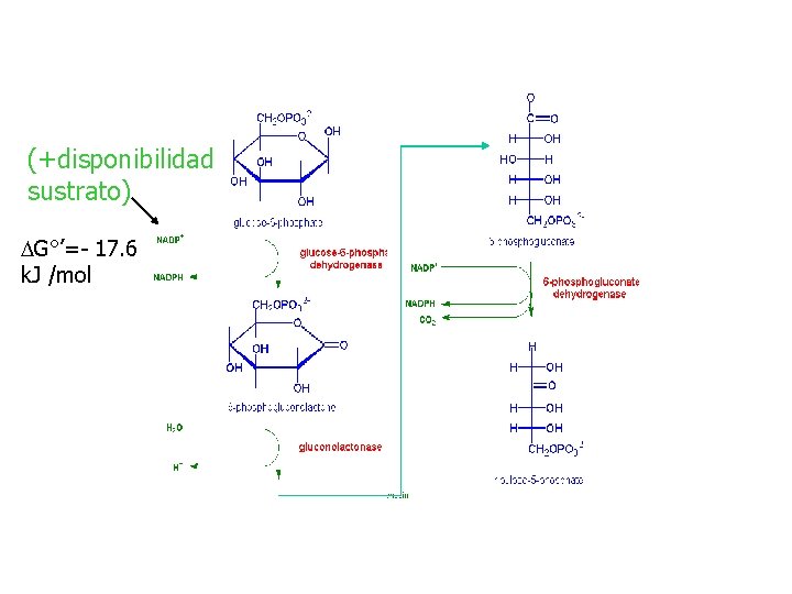 (+disponibilidad sustrato) DG°’=- 17. 6 k. J /mol 