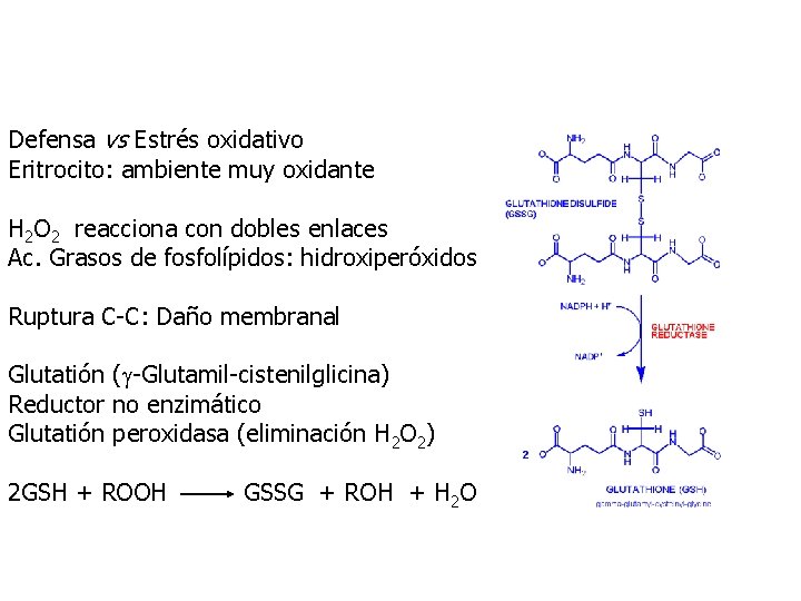 Defensa vs Estrés oxidativo Eritrocito: ambiente muy oxidante H 2 O 2 reacciona con