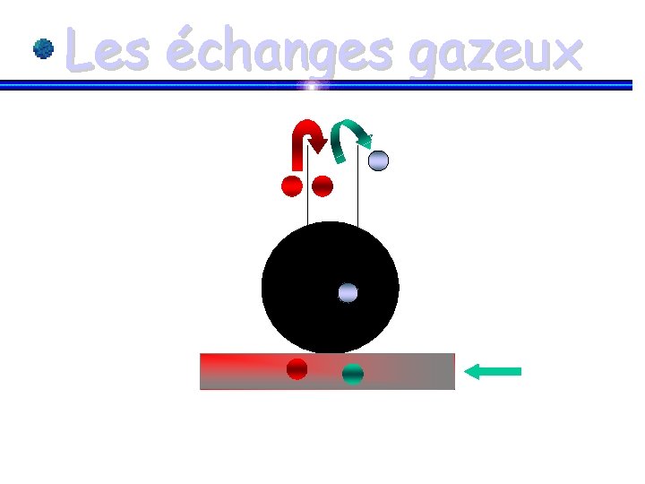 Les échanges gazeux 