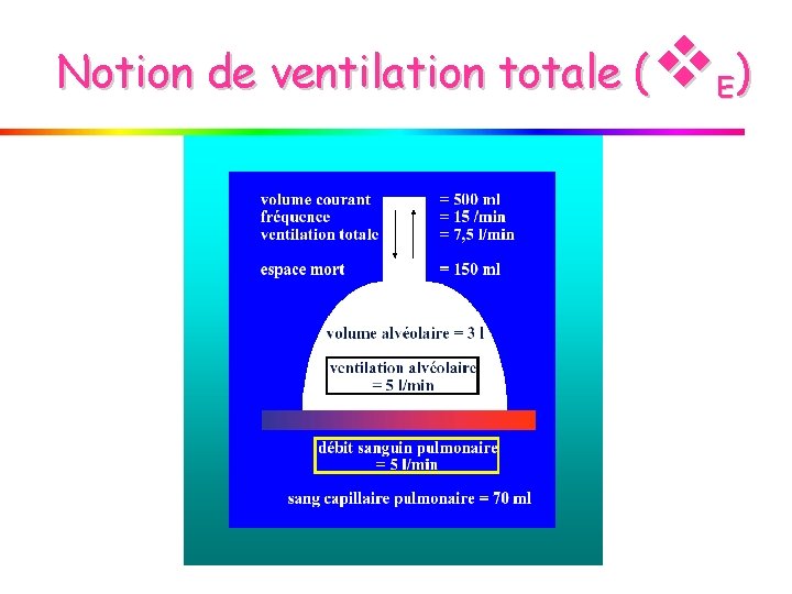  E ) Notion de ventilation totale ( 