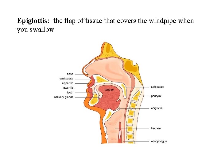 Epiglottis: the flap of tissue that covers the windpipe when you swallow 