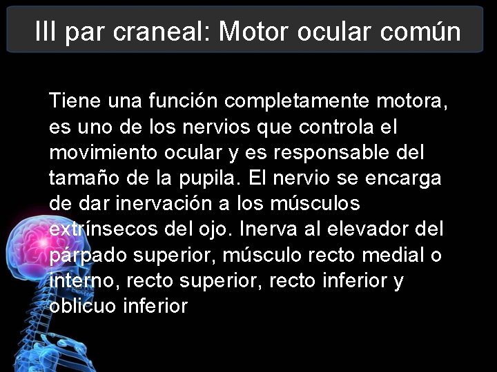 III par craneal: Motor ocular común Tiene una función completamente motora, es uno de