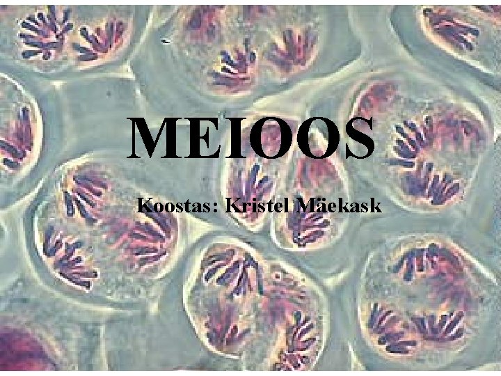 MEIOOS Koostas: Kristel Mäekask 