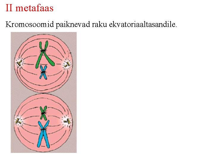II metafaas Kromosoomid paiknevad raku ekvatoriaaltasandile. 