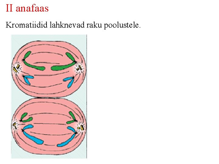 II anafaas Kromatiidid lahknevad raku poolustele. 