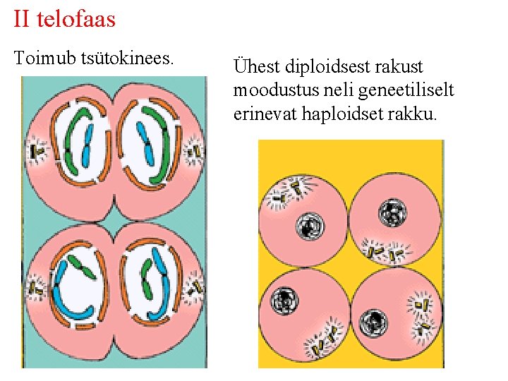 II telofaas Toimub tsütokinees. Ühest diploidsest rakust moodustus neli geneetiliselt erinevat haploidset rakku. 