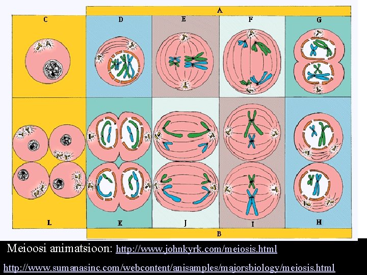 Meioosi animatsioon: http: //www. johnkyrk. com/meiosis. html http: //www. sumanasinc. com/webcontent/anisamples/majorsbiology/meiosis. html 