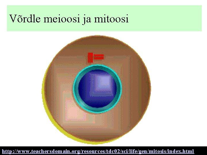 Võrdle meioosi ja mitoosi http: //www. teachersdomain. org/resources/tdc 02/sci/life/gen/mitosis/index. html 