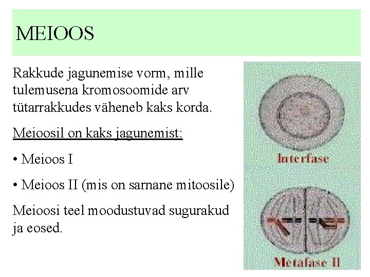 MEIOOS Rakkude jagunemise vorm, mille tulemusena kromosoomide arv tütarrakkudes väheneb kaks korda. Meioosil on