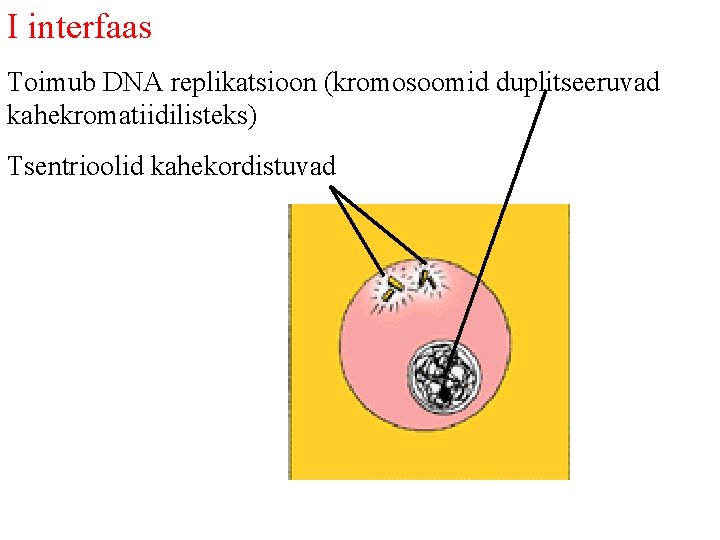 I interfaas Toimub DNA replikatsioon (kromosoomid duplitseeruvad kahekromatiidilisteks) Tsentrioolid kahekordistuvad 