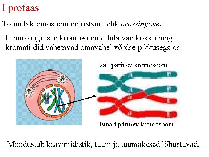 I profaas Toimub kromosoomide ristsiire ehk crossingover. Homoloogilised kromosoomid liibuvad kokku ning kromatiidid vahetavad