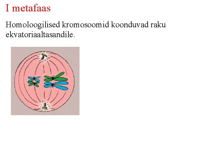 I metafaas Homoloogilised kromosoomid koonduvad raku ekvatoriaaltasandile. 