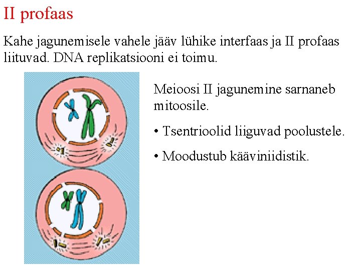 II profaas Kahe jagunemisele vahele jääv lühike interfaas ja II profaas liituvad. DNA replikatsiooni