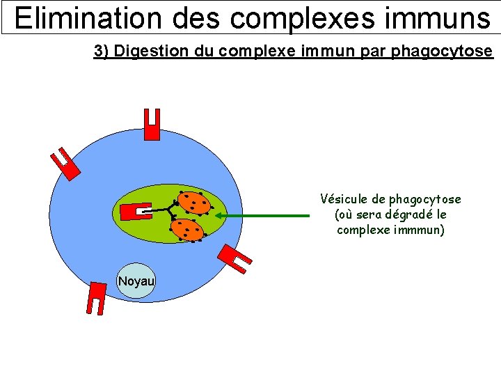 Elimination des complexes immuns 3) Digestion du complexe immun par phagocytose Vésicule de phagocytose