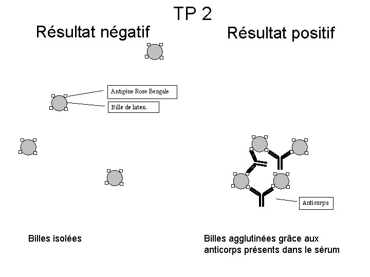 Résultat négatif TP 2 Résultat positif Antigène Rose Bengale Bille de latex. Anticorps Billes