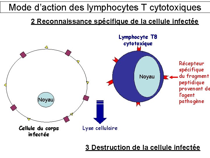 Mode d’action des lymphocytes T cytotoxiques 2 Reconnaissance spécifique de la cellule infectée Lymphocyte