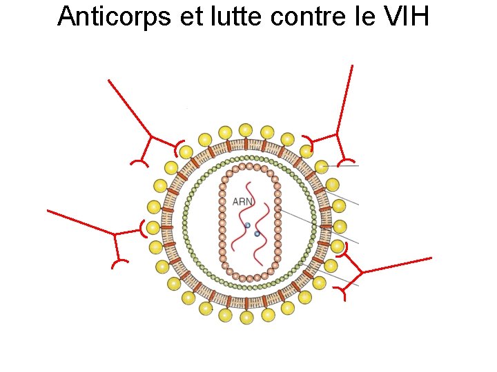 Anticorps et lutte contre le VIH 