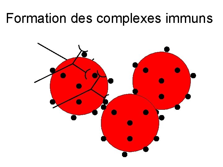 Formation des complexes immuns 