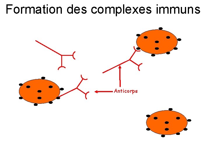 Formation des complexes immuns Anticorps 