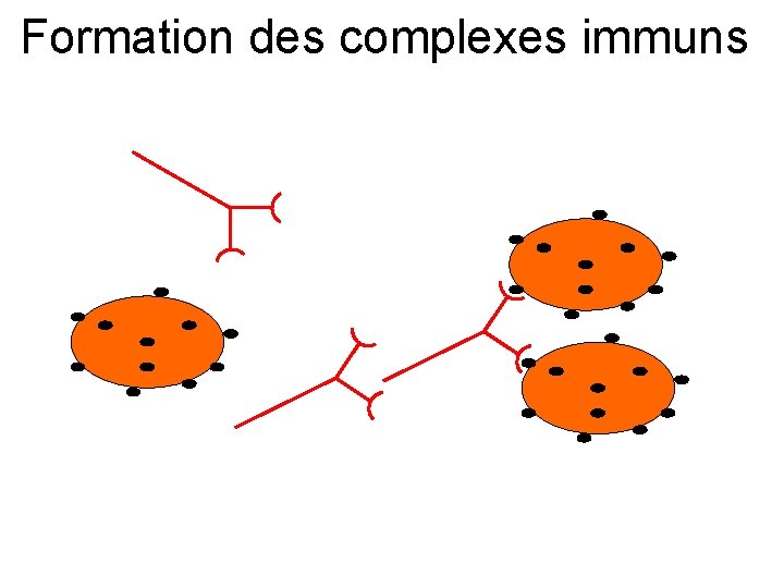 Formation des complexes immuns 