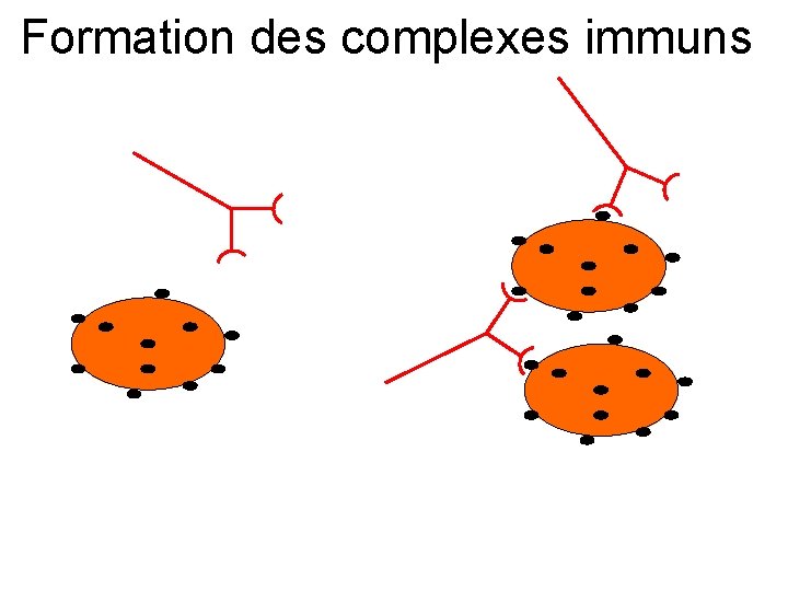 Formation des complexes immuns 