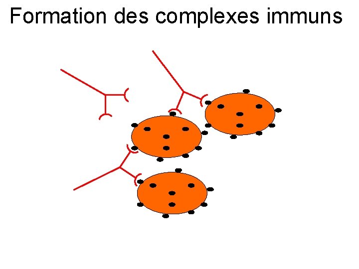 Formation des complexes immuns 