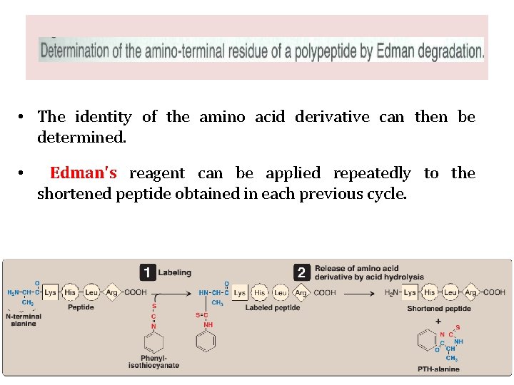 • The identity of the amino acid derivative can then be determined. • • The identity of the amino acid derivative can then be determined. •