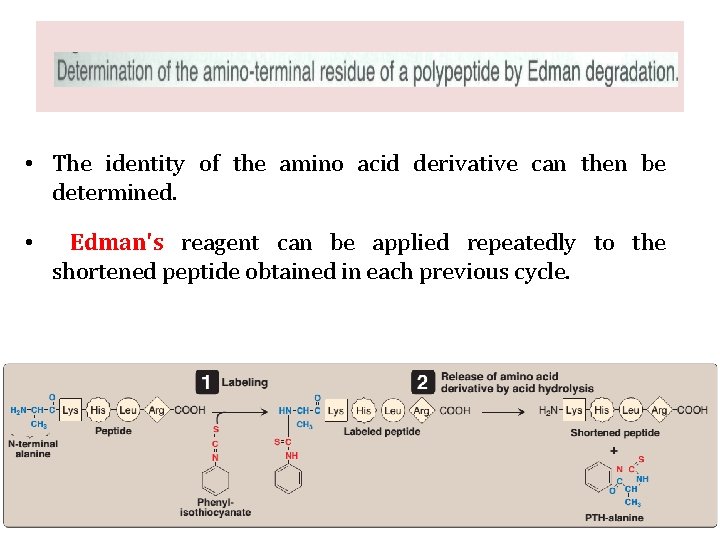  • The identity of the amino acid derivative can then be determined. •