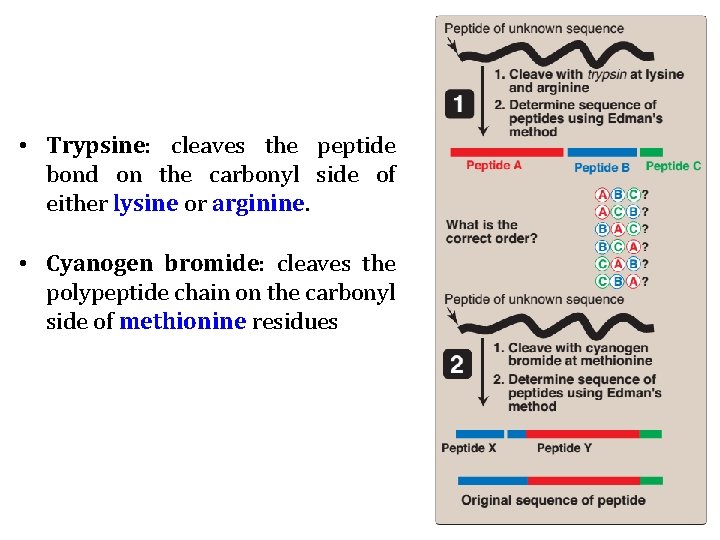  • Trypsine: cleaves the peptide bond on the carbonyl side of either lysine
