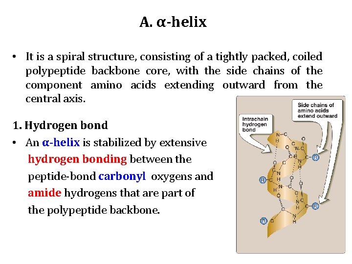 A. α-helix • It is a spiral structure, consisting of a tightly packed, coiled A. α-helix • It is a spiral structure, consisting of a tightly packed, coiled
