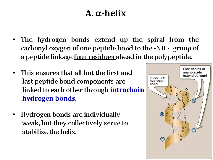A. α-helix • The hydrogen bonds extend up the spiral from the carbonyl oxygen A. α-helix • The hydrogen bonds extend up the spiral from the carbonyl oxygen