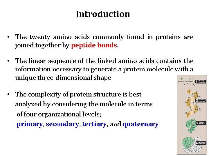 Introduction • The twenty amino acids commonly found in proteins are joined together by