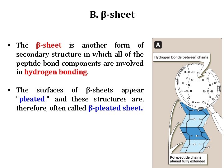 B. β-sheet • The β-sheet is another form of secondary structure in which all