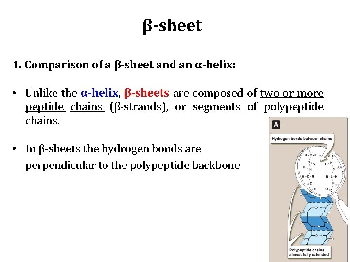 β-sheet 1. Comparison of a β-sheet and an α-helix: • Unlike the α-helix, β-sheets