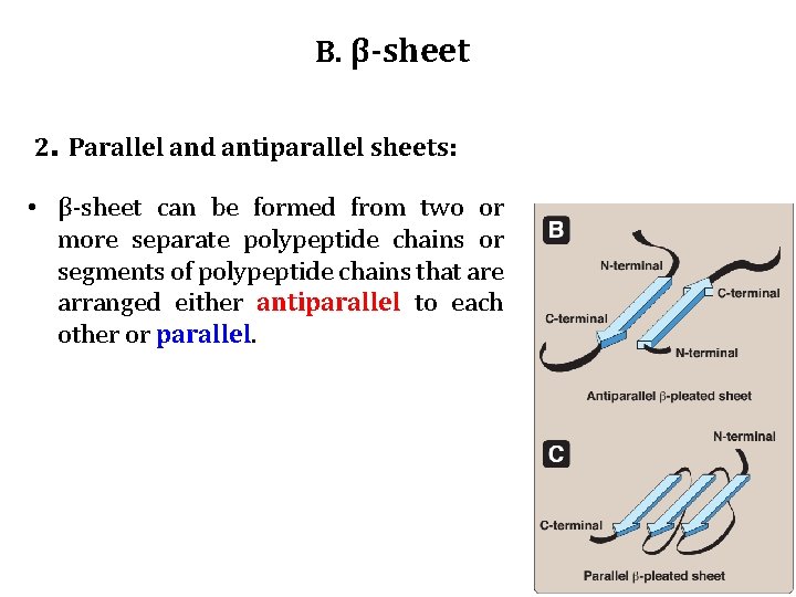 B. β-sheet 2. Parallel and antiparallel sheets: • β-sheet can be formed from two B. β-sheet 2. Parallel and antiparallel sheets: • β-sheet can be formed from two