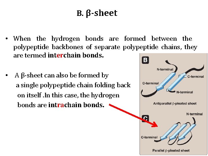 B. β-sheet • When the hydrogen bonds are formed between the polypeptide backbones of B. β-sheet • When the hydrogen bonds are formed between the polypeptide backbones of